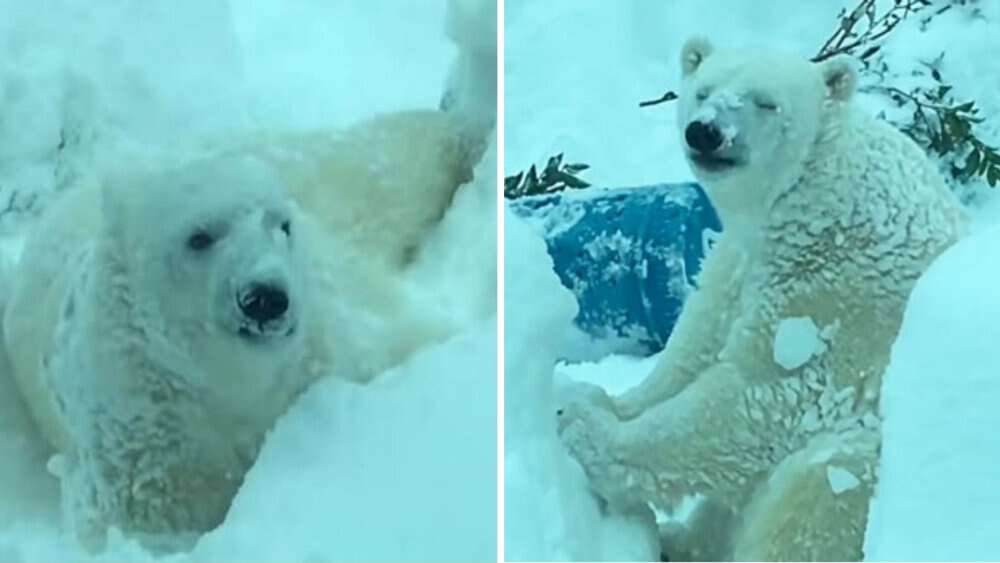 Video Watch This Adorable Polar Bear Enjoy The Snow At Oregon Zoo