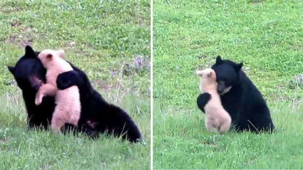 Video White Bear Cub Spotted Playing With Black Mother Bear In British Columbia