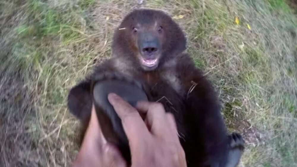 Video Witness The Wild Side Naturalist Tickles A Bear In Jaw Dropping Gopro
