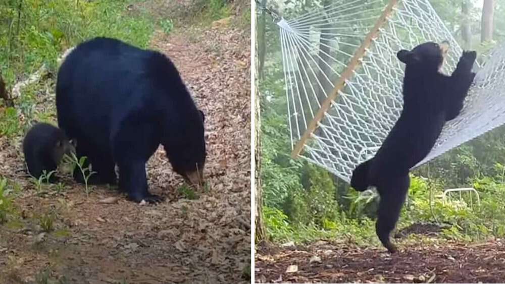 Video Woman Sets Up Hammock For Playful Bear Family In Her Garden