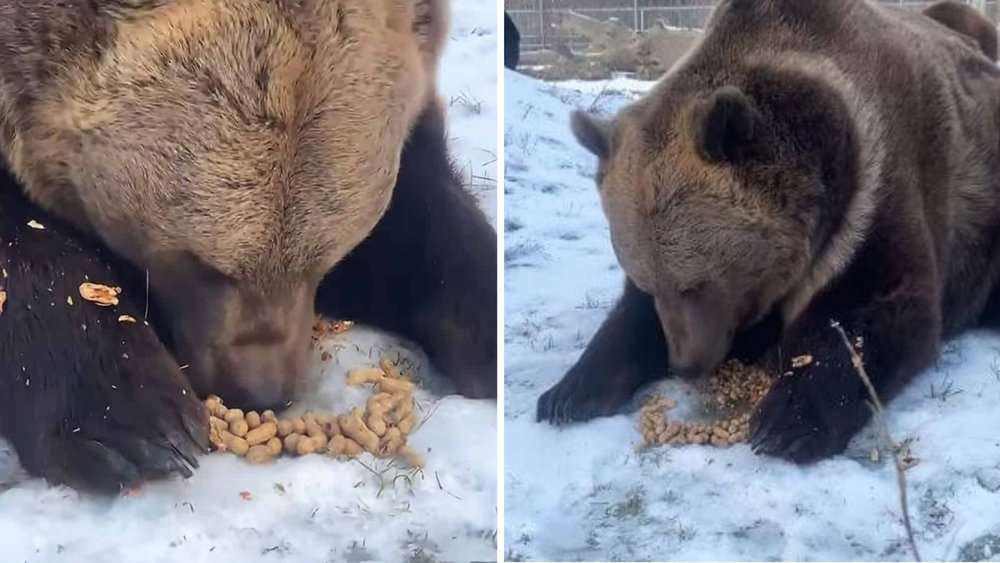Watch This Bear Crack Peanuts With Incredible Precision