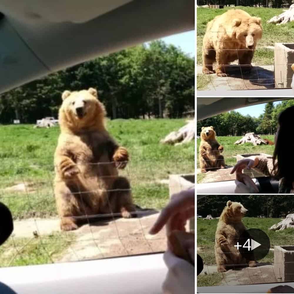 You Won'T Believe This Sevierville Bear Story: Man Shoots, Kills Intruder - h39m5xm