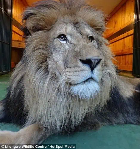 Simba the Lion’s Incredible Journey Back to the Wild