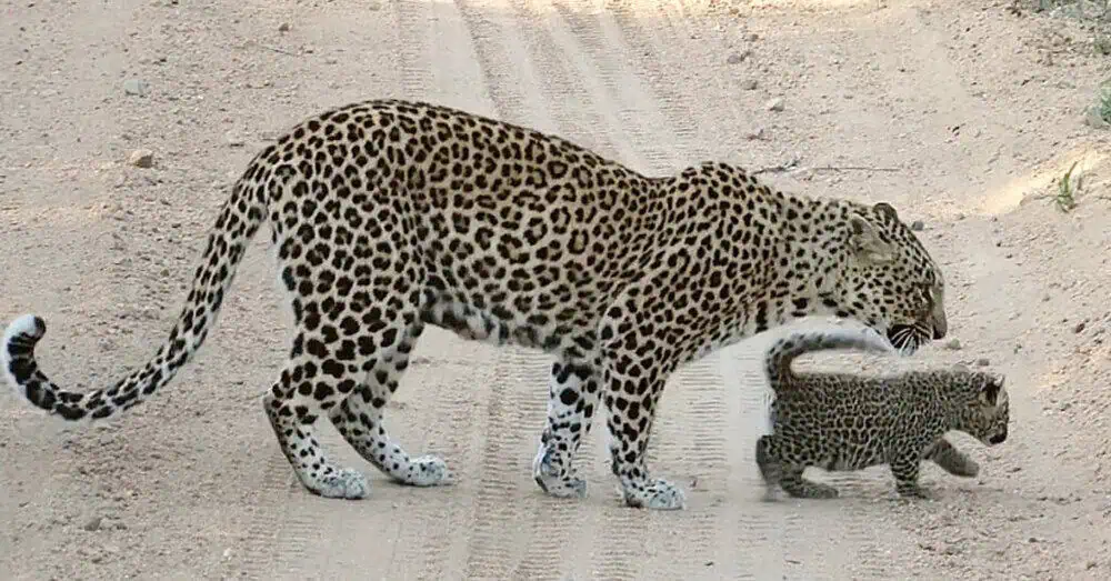 Lessons From Leopard A Heartwarming Lesson in the Wild: Mother Leopard Guides Her Cubs ...