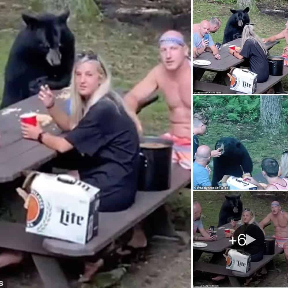 A Black Bear Joins Family Picnic in Maryland and Enjoys PB&J Sandwiches