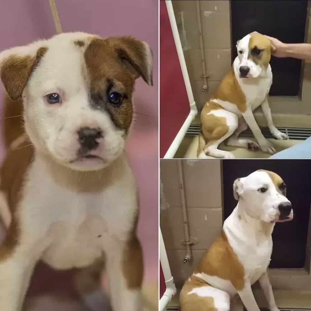 A Dog's Heartbreaking 2 Year Wait For A Forever Home