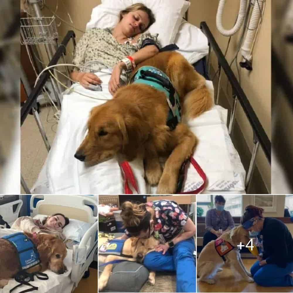 A Heartwarming Tale Of Healing Luna The Dog's Unbreakable Bond With Her Owner