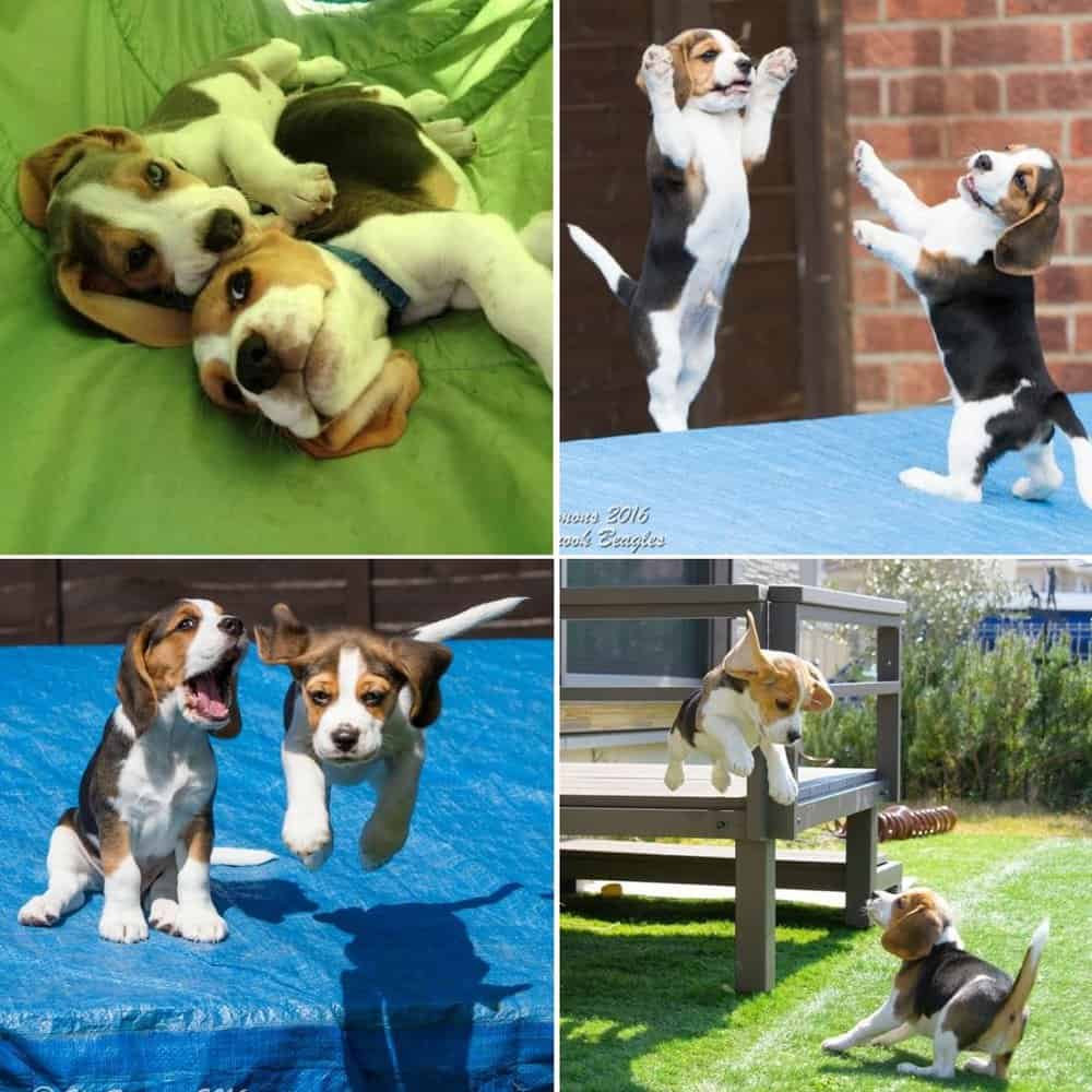 Adorable Beagle Pups Captivate With Joyful Playtime