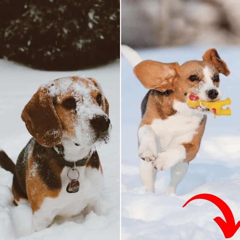 Adorable Beagles Turn Snowy Day Into Winter Wonderland
