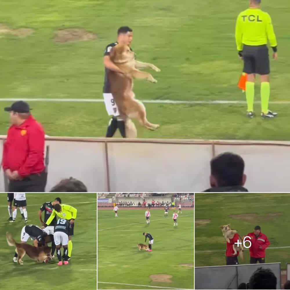 Adorable Dog Steals The Show In Heartwarming Football Match Moment