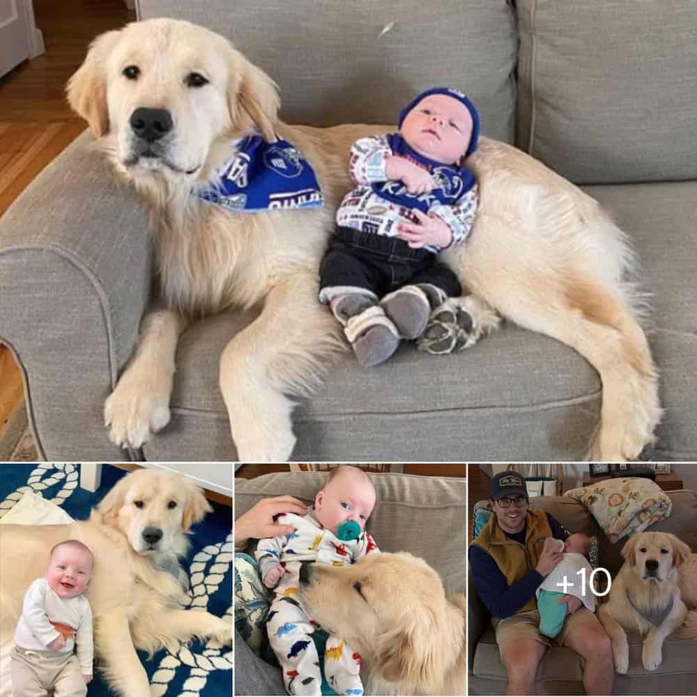 Adorable Golden Retriever Becomes Baby's Best Friend In Heartwarming Tale