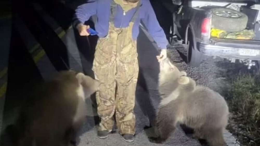Alaskan Bear Cubs Found Wandering In Florida The Unbelievable Journey Unveiled