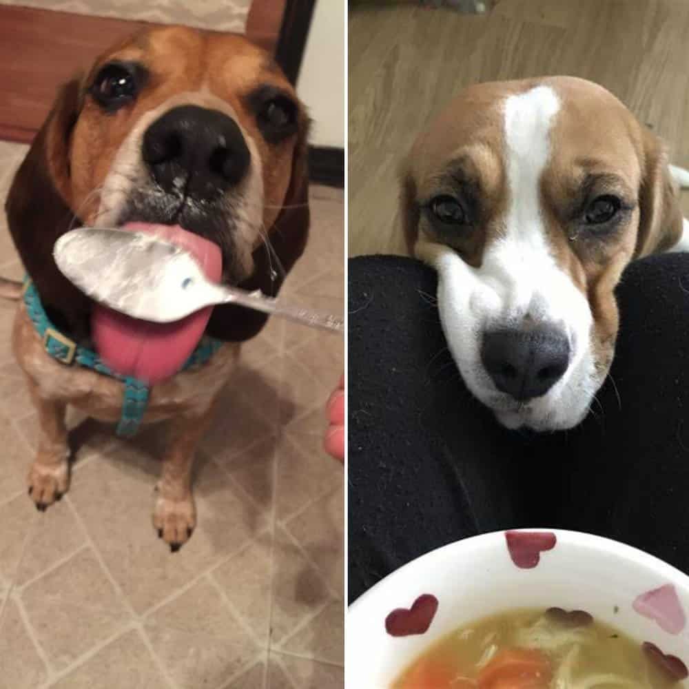 Beagle's Heartwarming Plea For A Treat Melts Hearts Online