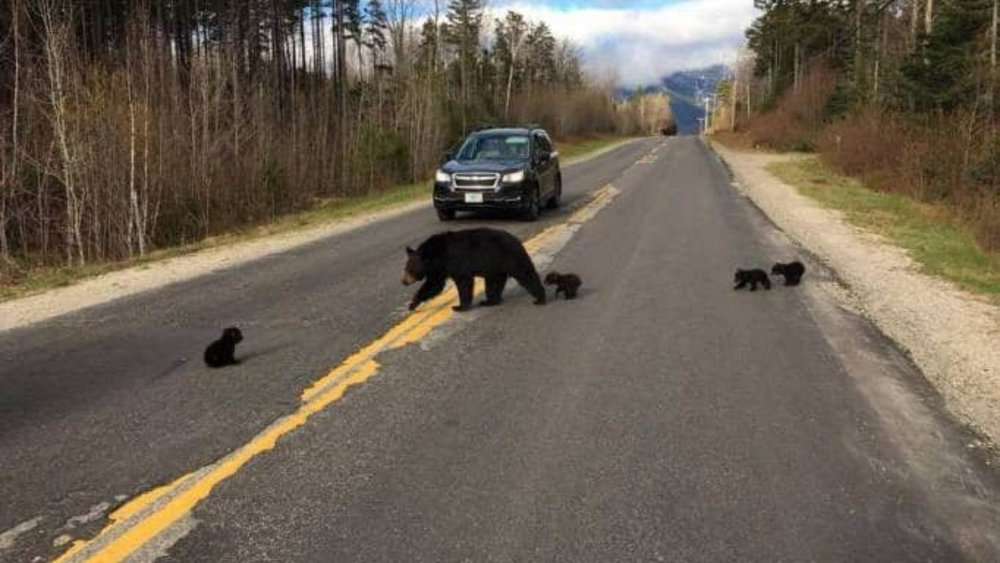 Brave Police Officer Rescues Abandoned Bear Cub In New Hampshire