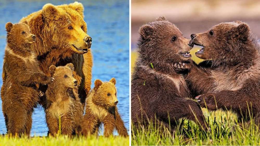 Capturing Family Fun Brown Bears In Katmai National Park Through The Lens Of Adventurous Campers