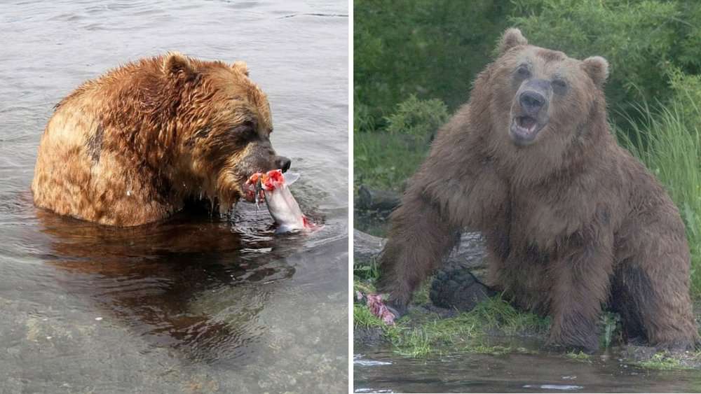 Catch Of The Day Spectacular Photos Capture Brown Bear's Fishing Skills