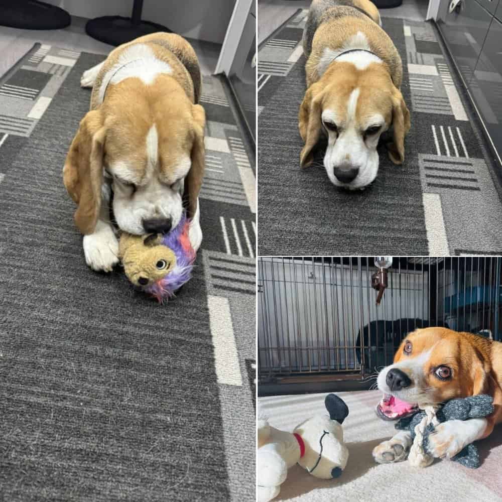 Celebrate Jasper's 7th Birthday A Day Of Joy And Love