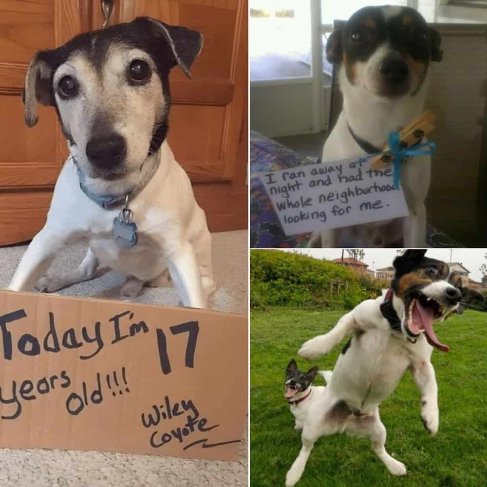 Celebrate Wiley Coyote’s 17th Birthday A Heartwarming Tribute To A Beloved Senior Dog