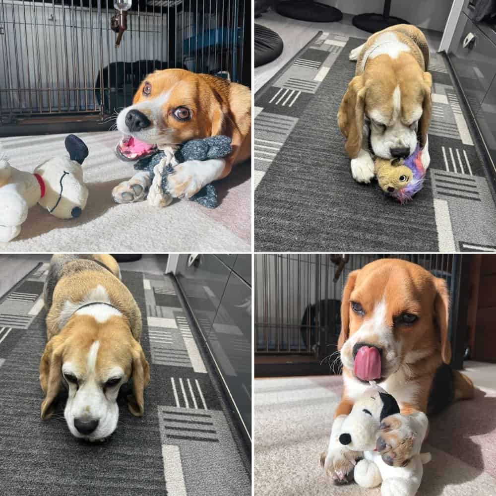 Celebrating Jasper’s 7th Birthday A Day Of Joy And Laughter