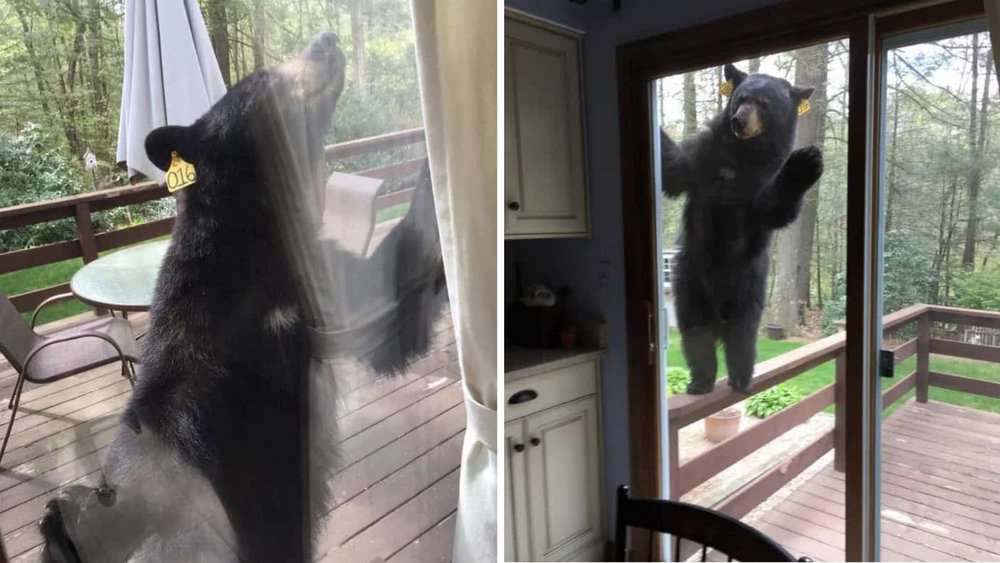 Curious Bear Tries To Enter Connecticut Home, Drawn By The Smell Of Baking Brownies