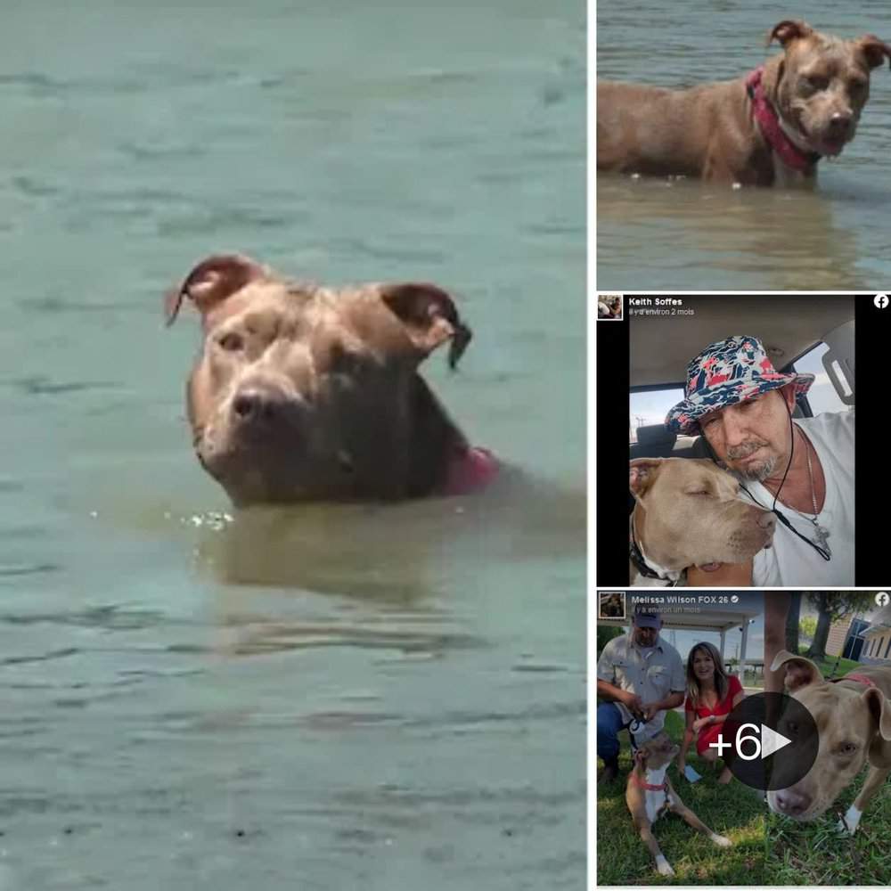 Dog Swims Six Grueling Miles To Reunite With Owner After Falling Overboard
