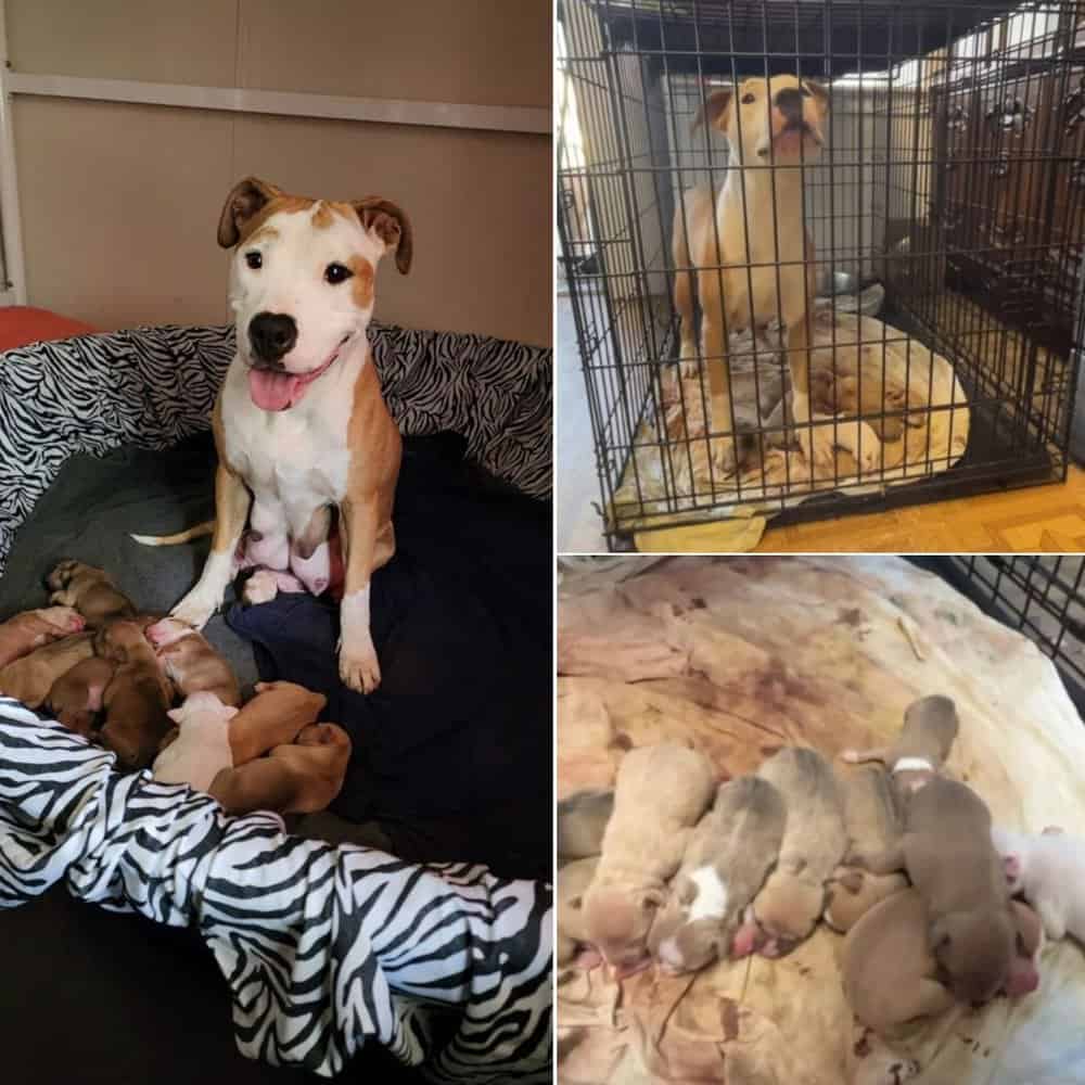 Elderly Woman's Surprise As Her Son's Dog Gives Birth To 10 Puppies How She Got Help