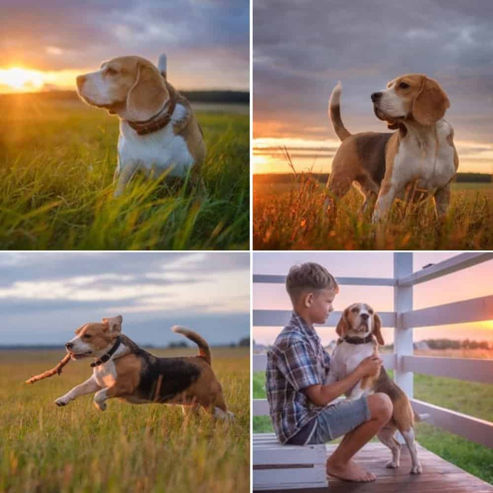 Embracing The Joys Of Beagle Life Family, Fun, And Stunning Sunsets