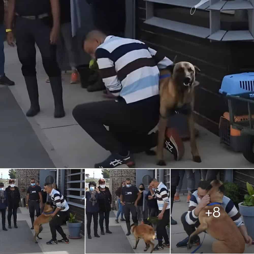 Emotional Reunion Owner Travels Over 100 Kilometers To Reunite With Stolen Dog, Warming Hearts Worldwide