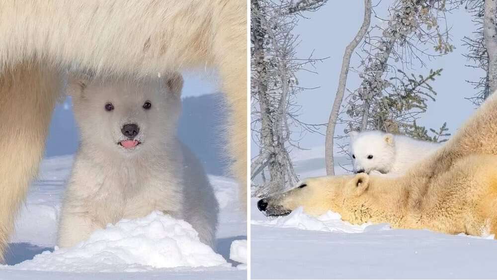 Exhausted Mother Polar Bear Can't Handle Her Mischievous Cub In Adorable Photos