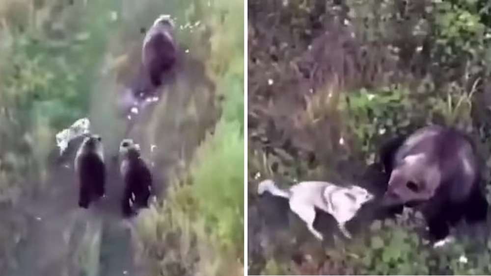 Family's Drone Helps Find Lost Dog Playing With Wild Bears In Heartwarming Encounter