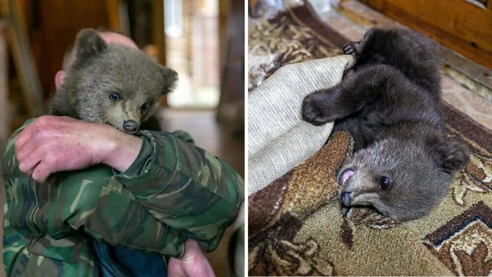 Farmer Saves Malnourished Bear Cub, Adopts It As Unusual Pet