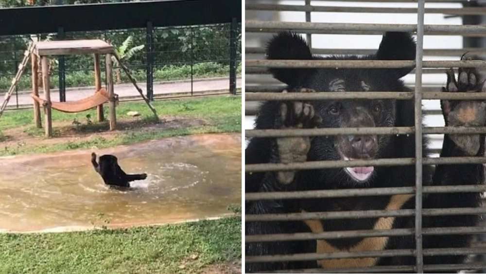 Freed Bear Jumps For Joy After Nine Years Of Captivity, Enjoys Water For The First Time
