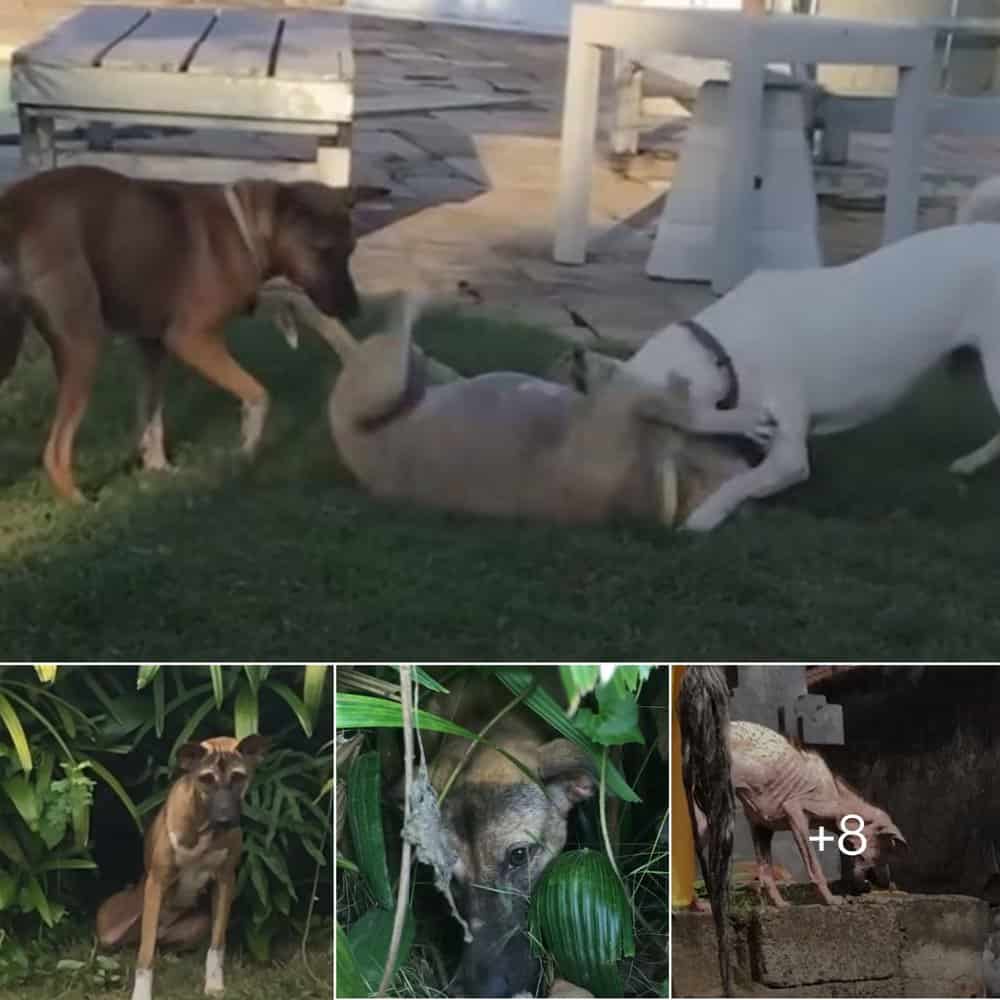 From Hiding In Bushes To Happy Princess How Love Transformed A Terrified Rescue Dog