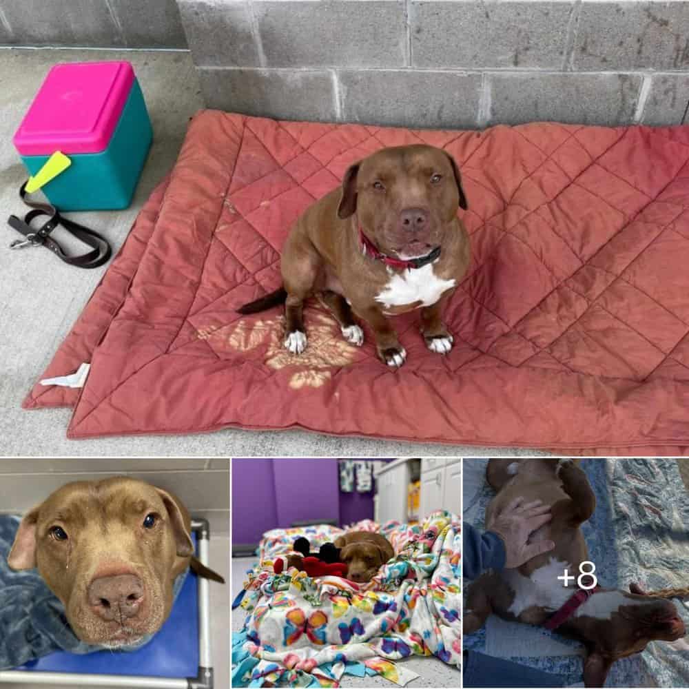 From Lonely Shelter Dog To Beloved Family Member Billy Bob's Heartwarming Journey