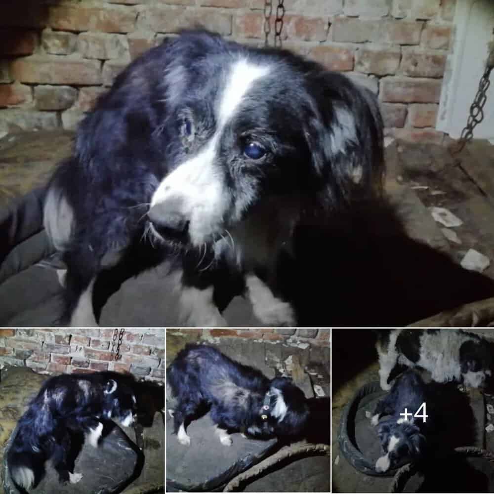 From Neglect To New Life A Dog’s Journey Of Healing And Hope