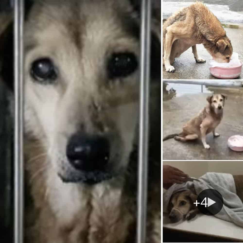 From Tragedy To Triumph The Inspirational Journey Of Kuya Bon, The Paralyzed Stray Dog