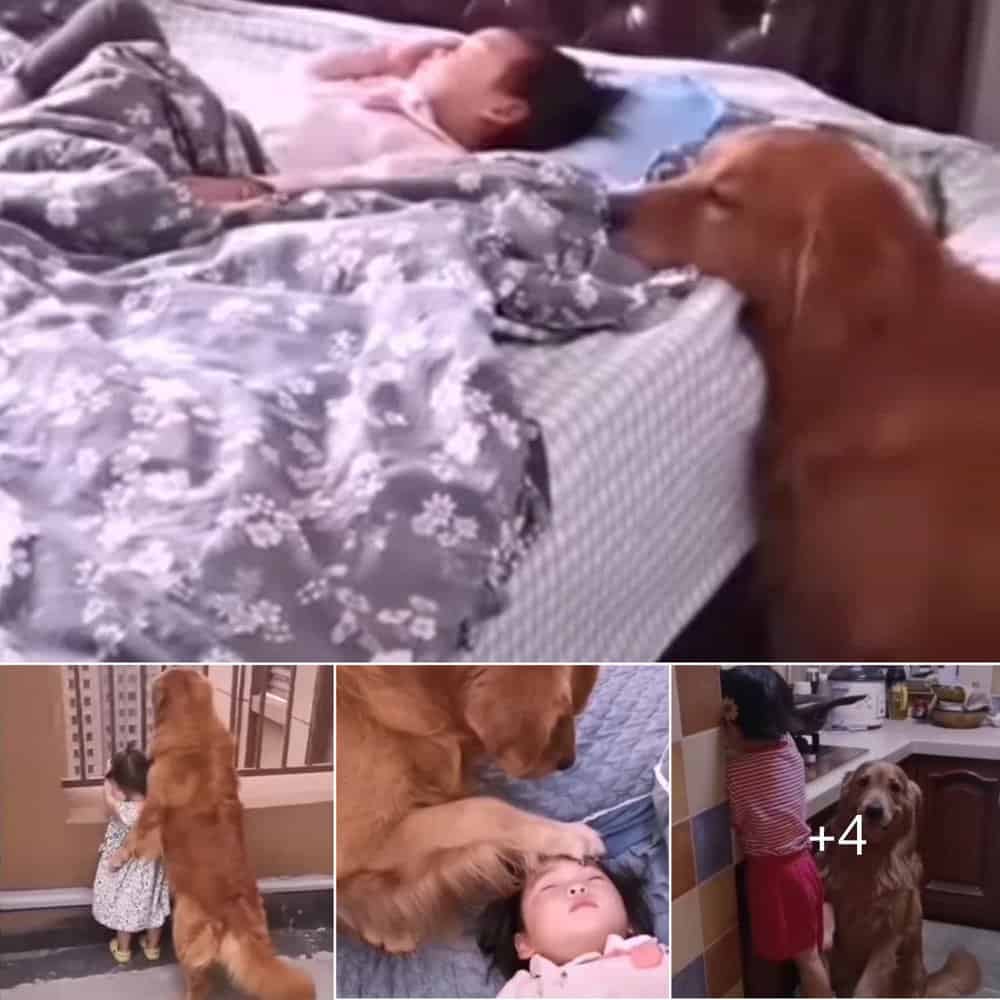 Golden Retriever's Tender Moments With Toddler Warm Hearts Worldwide