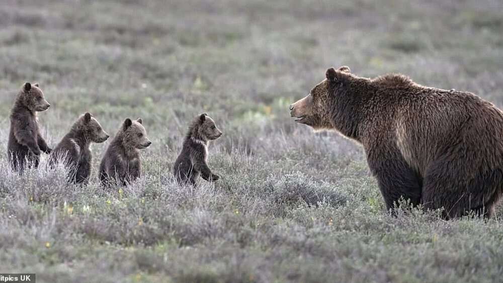 Grizzly Bear 'super Mom' Welcomes 17th Cub Despite Her Advanced Age