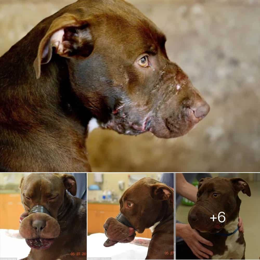 Heartbreaking Dog Muzzled With Duct Tape Sparks Outrage Across Social Media