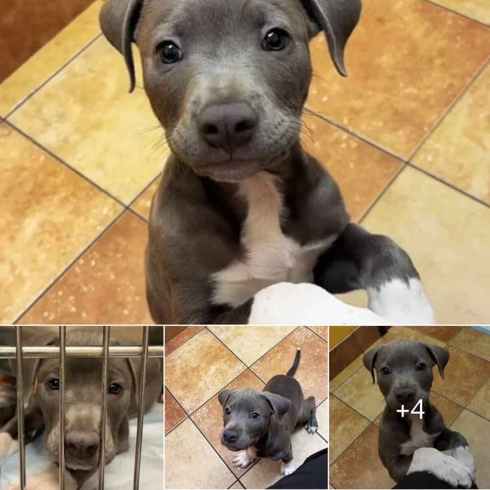 Heartbreaking Story Atlanta Vet Assistant Left Devastated After Puppy Abandoned For Days