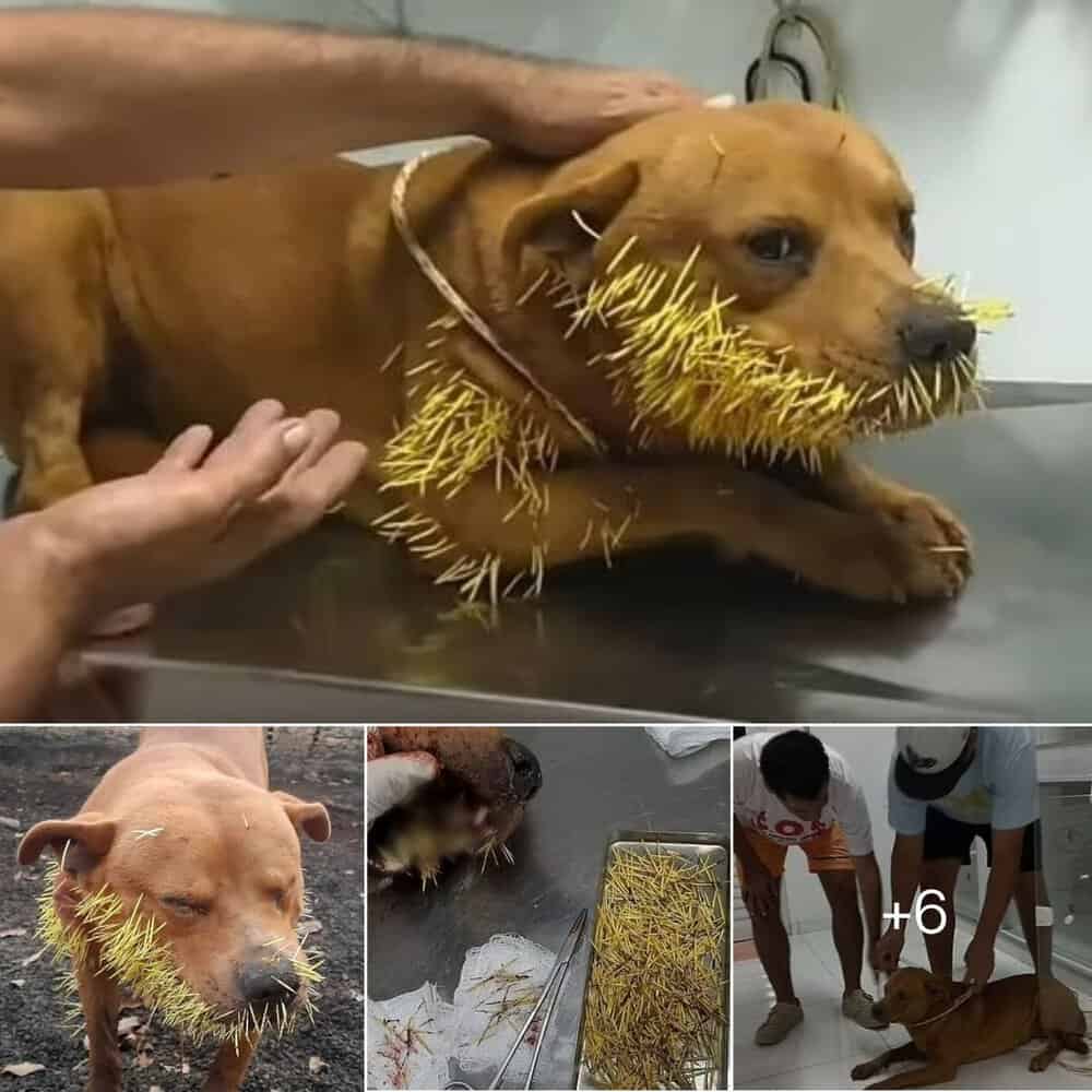 Heartbreaking Story Of A Dog Covered In Painful Quills Touches Hearts In Brazil