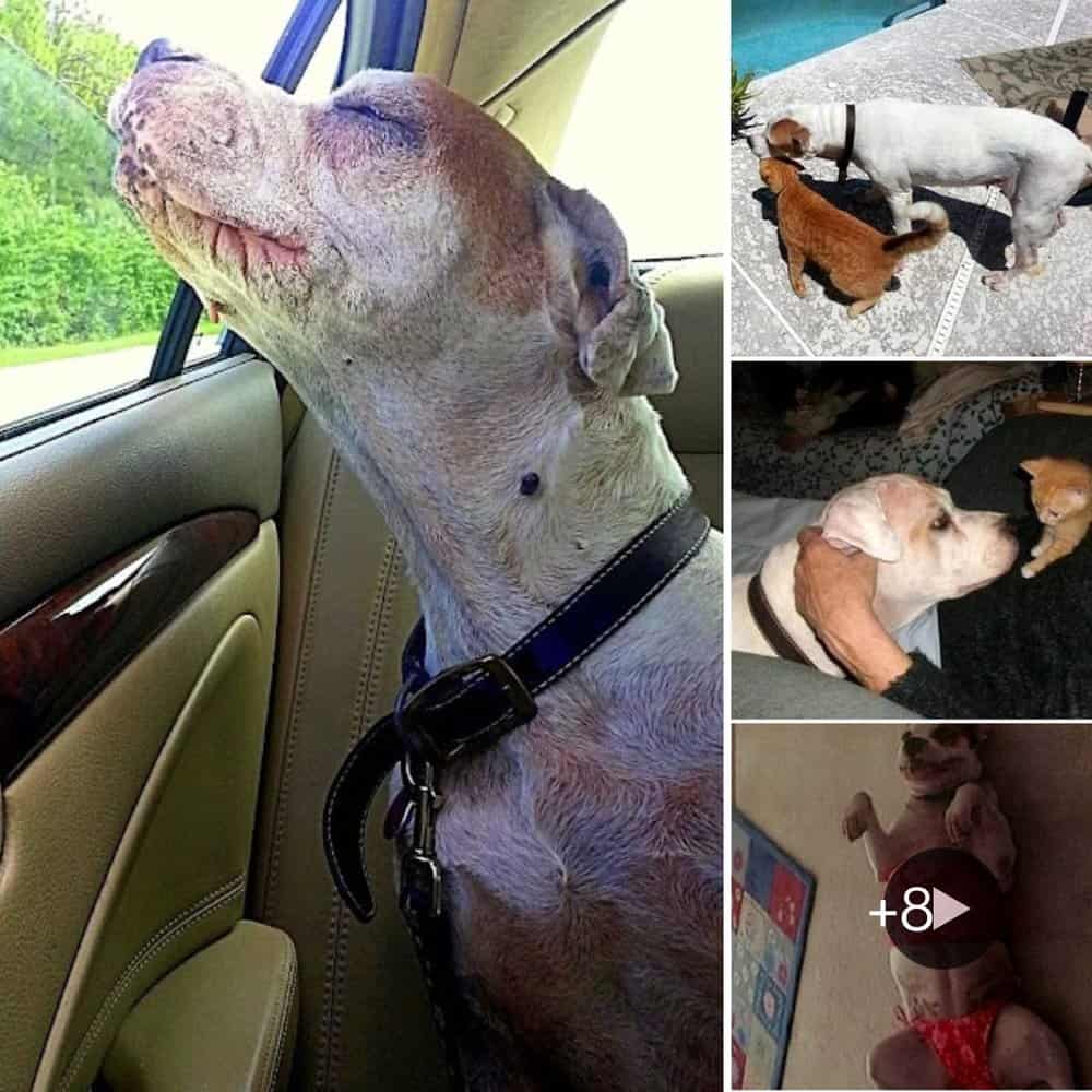 Heartfelt Farewell Girl's Emotional Final Car Ride With Dying Dog Touches Hearts