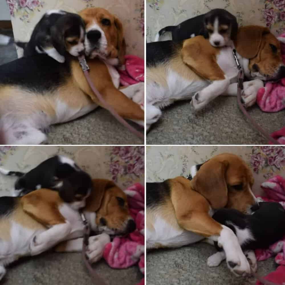 Heartwarming Beagle Mother Shows Unconditional Love For Her Playful Puppies