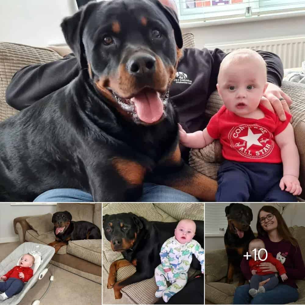 Heartwarming Bond Between Newborn Baby And 'giant' Dog