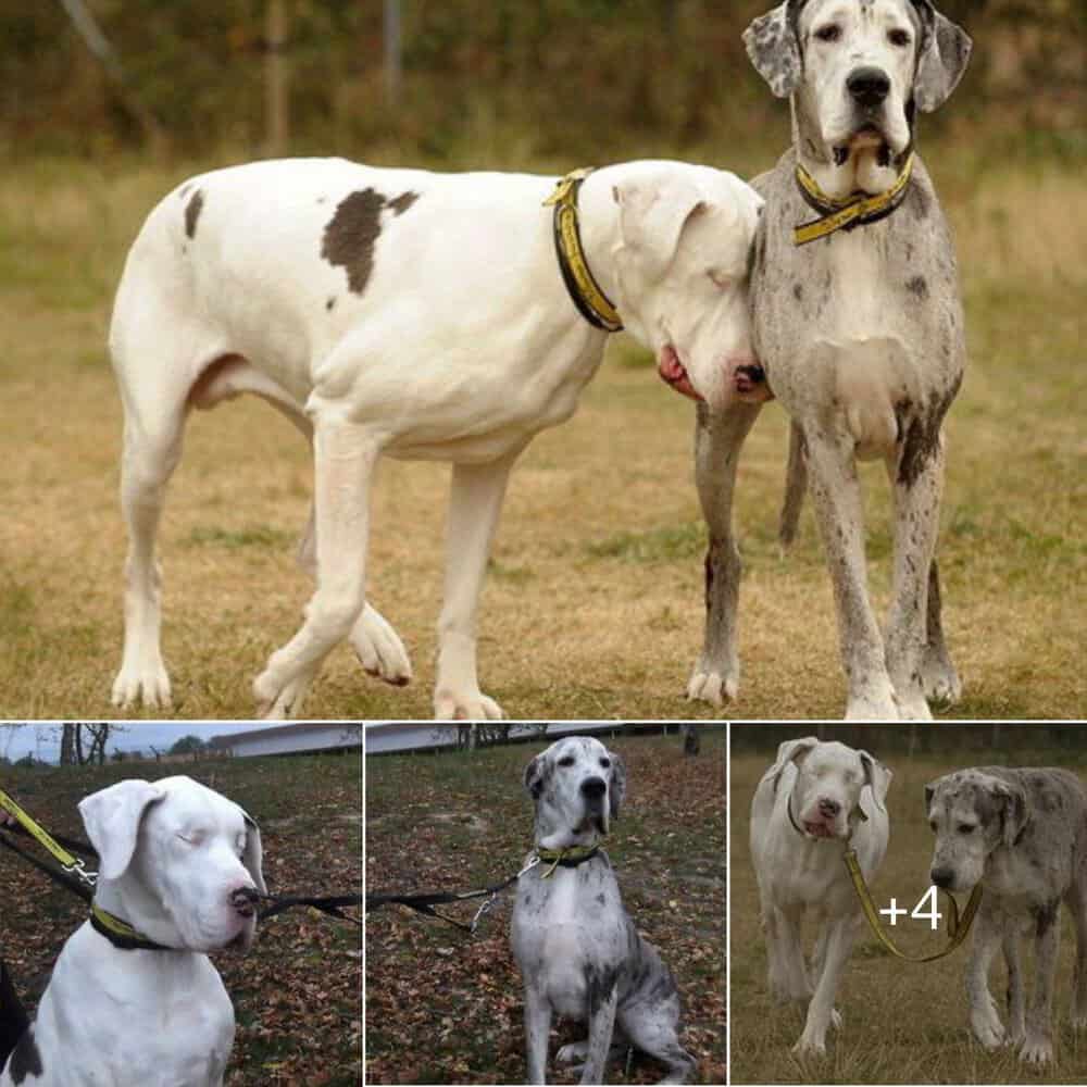 Heartwarming Bond Blind Dog Lily And Her Loyal Companion Madison Find New Home