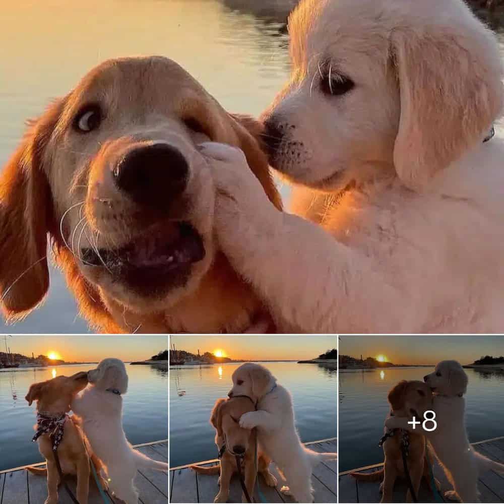 Heartwarming Bond Two Dogs Embrace On Bridge At Sunset