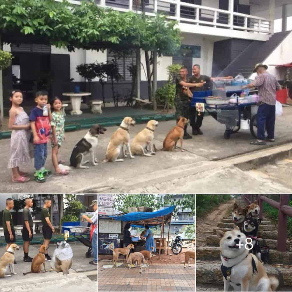Heartwarming Discipline Shelter Dogs Form Orderly Queues For Meals