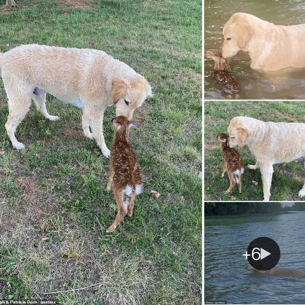 Heartwarming Goldendoodle Saves Baby Fawn From Drowning