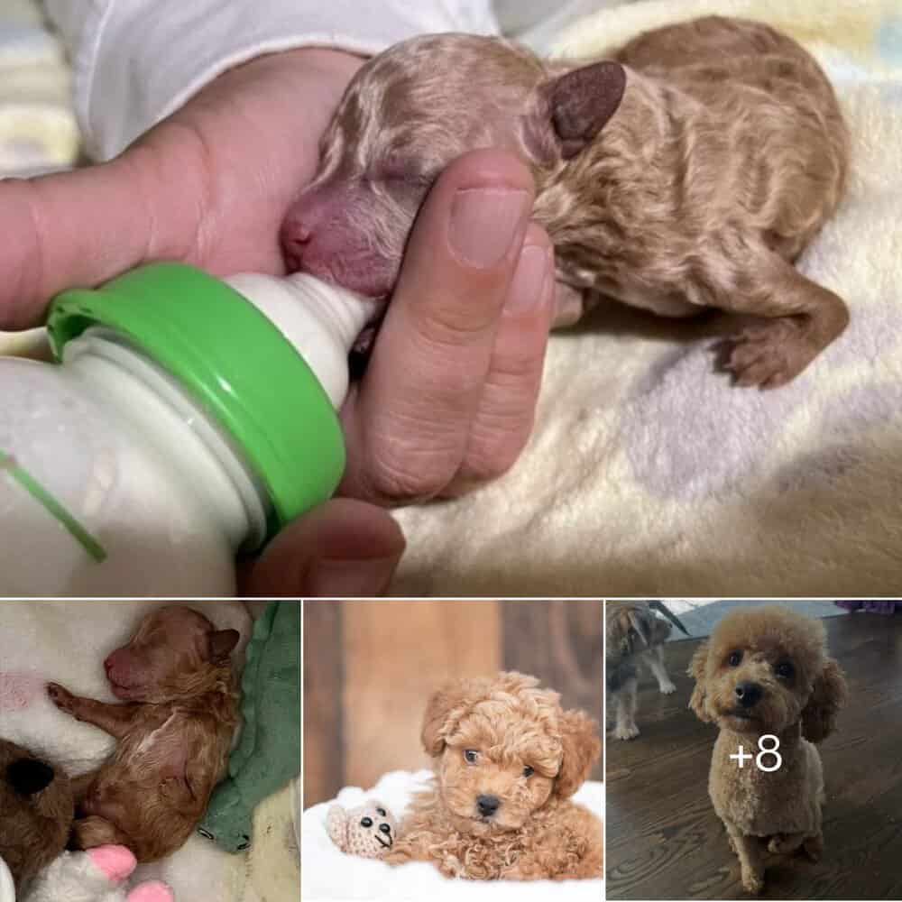 Heartwarming Journey Rejected Puppy With Deformed Leg Finds His Forever Home