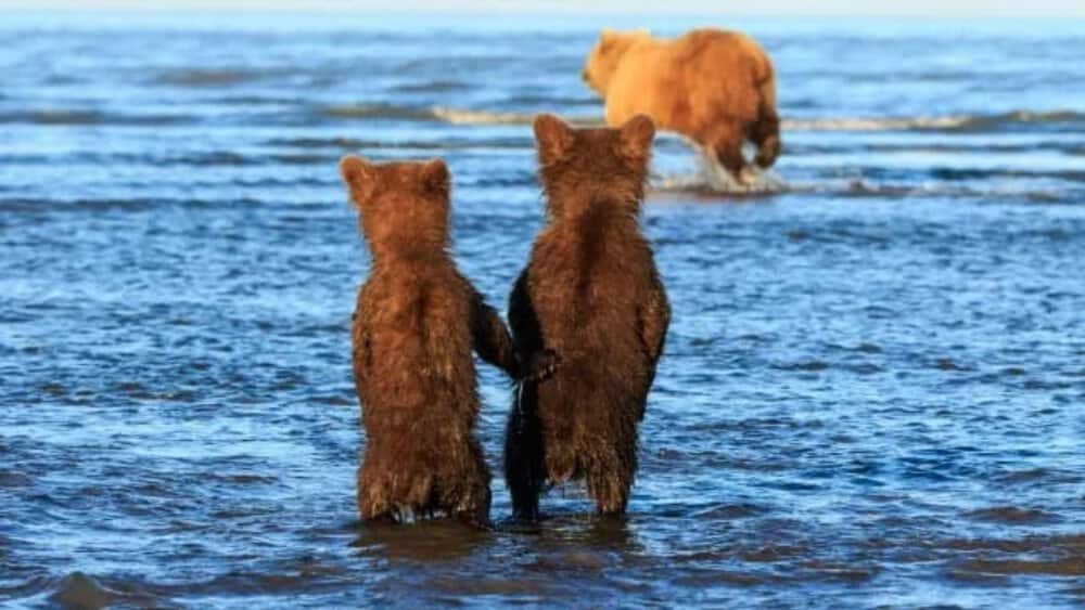 Heartwarming Moment Bear Cubs Hold Hands While Waiting For Dinner In Alaska